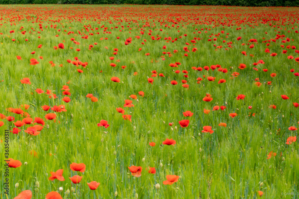 field of red poppies in summer