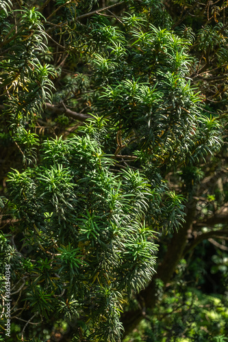 Taxus baccata  Overeynderi  Kegel-Eibe