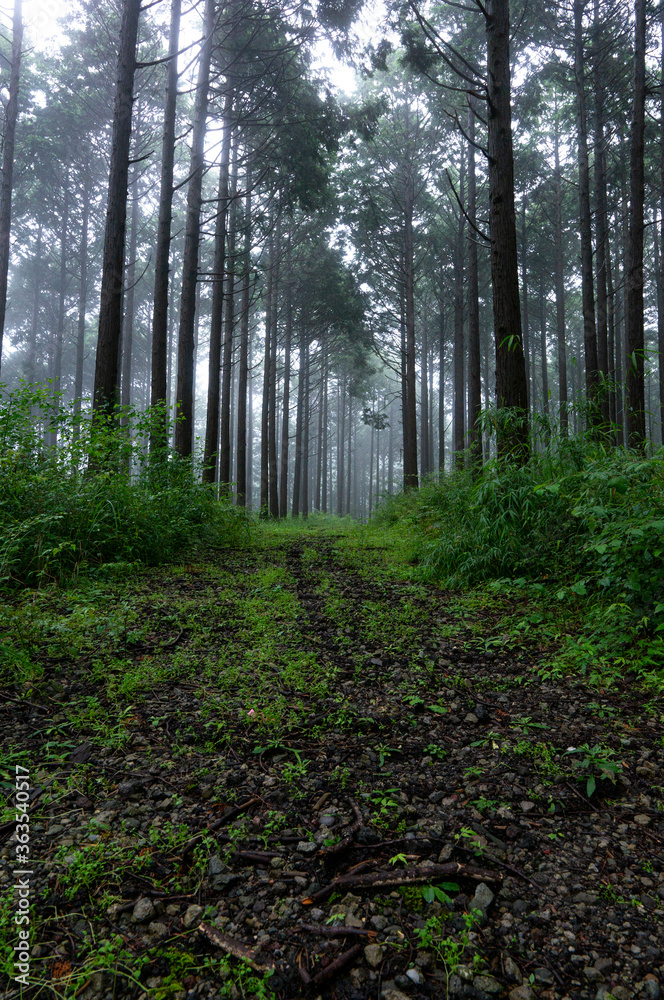霧の中の登山 霧の中の登山