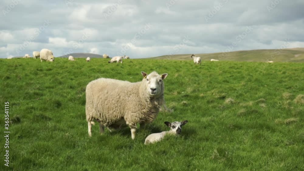 Sheep staring contest, maintaining eye contact and chewing grass Sheep staring contest, maintaining eye contact and chewing grass