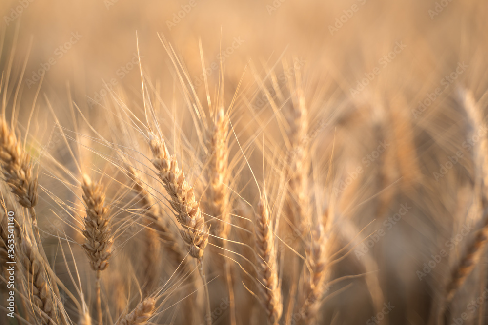 Fototapeta premium Ears of Golden wheat are closed. Rural scene in the sunlight. Summer background of ripening ears of agricultural landscape. Natural product of the wheat field.