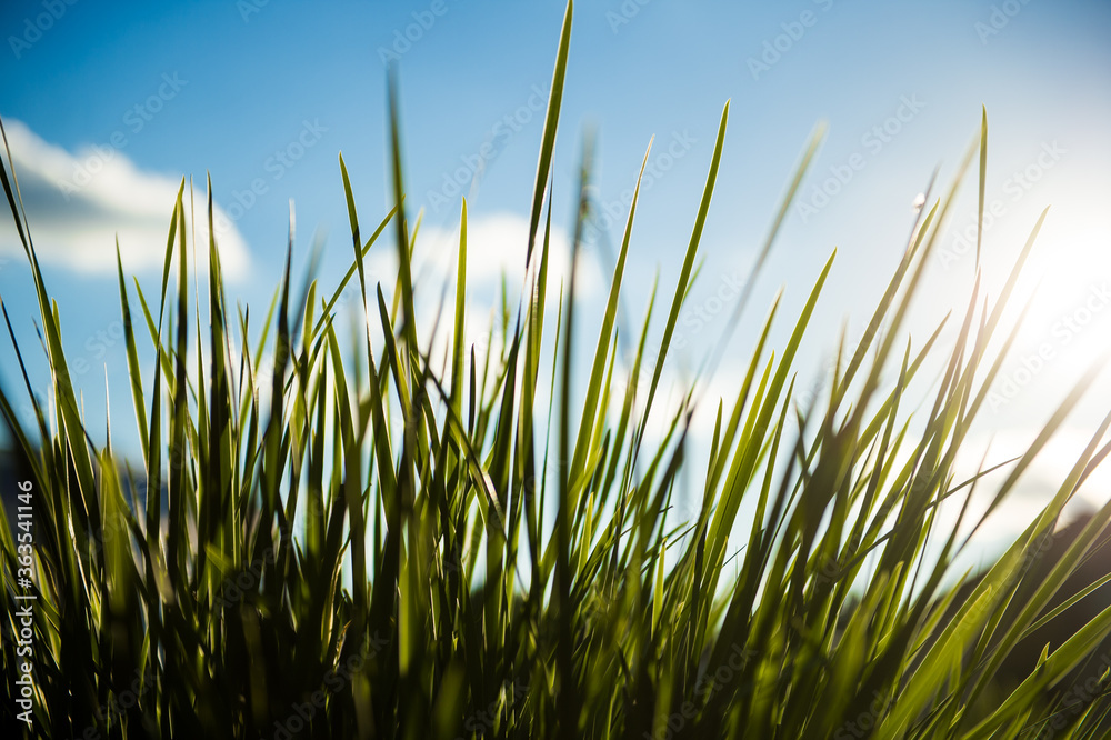 Grass against the background of the sunrise. Grass on blue sky background. Grass against the sun.