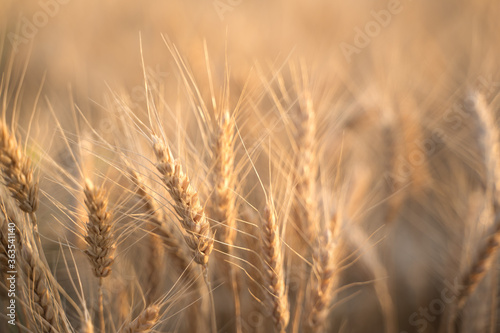 Ears of Golden wheat are closed. Rural scene in the sunlight. Summer background of ripening ears of agricultural landscape. Natural product of the wheat field.