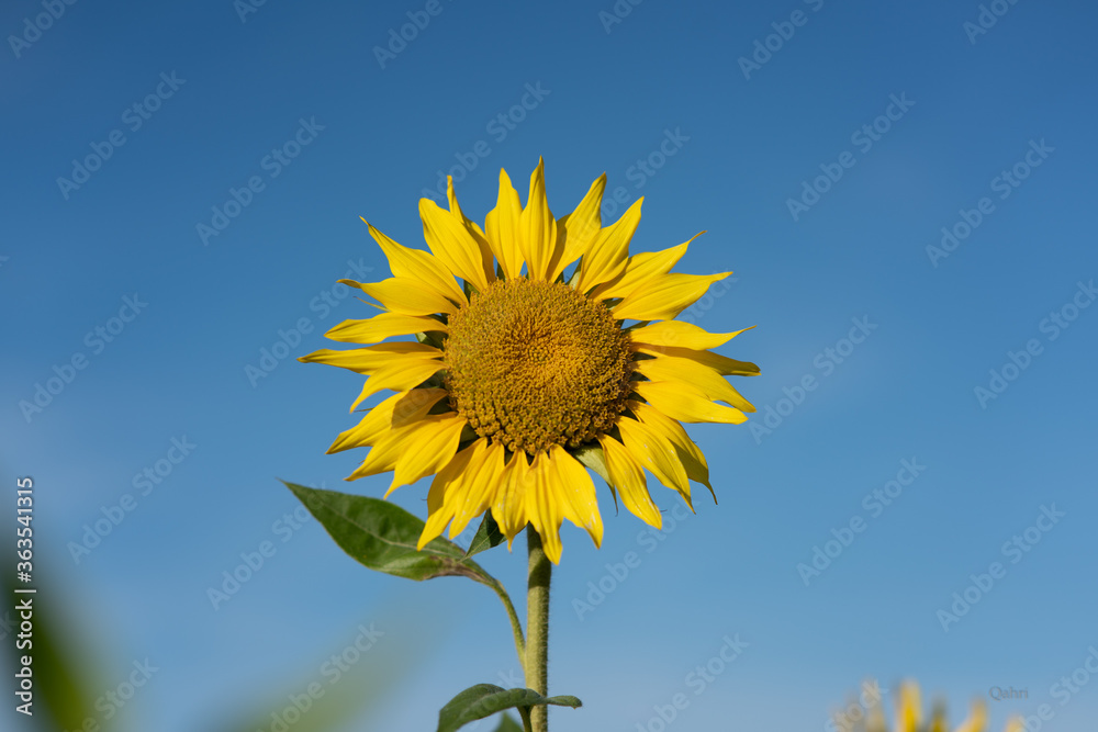 sunflower on blue sky