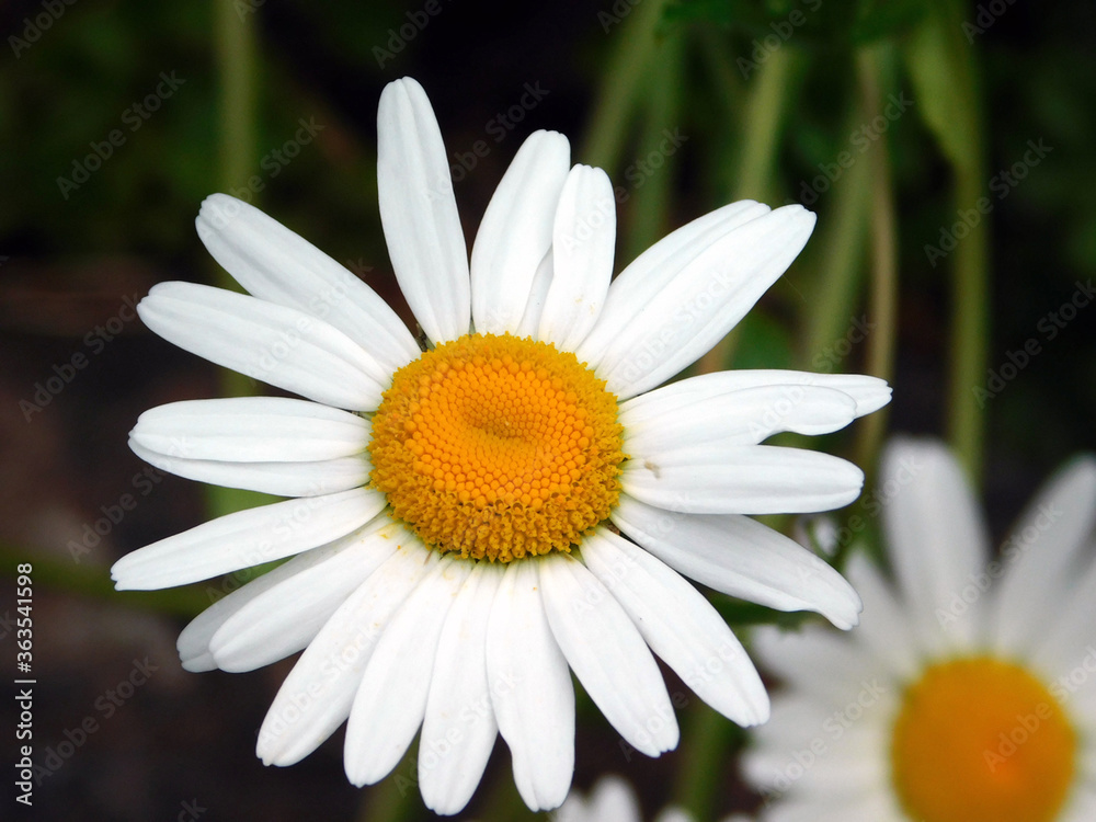 Fototapeta premium daisy flower closeup