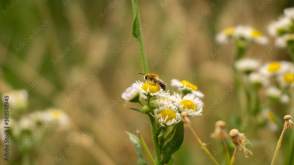little bee collects nectar on field daisies little bee collects nectar on field daisies
