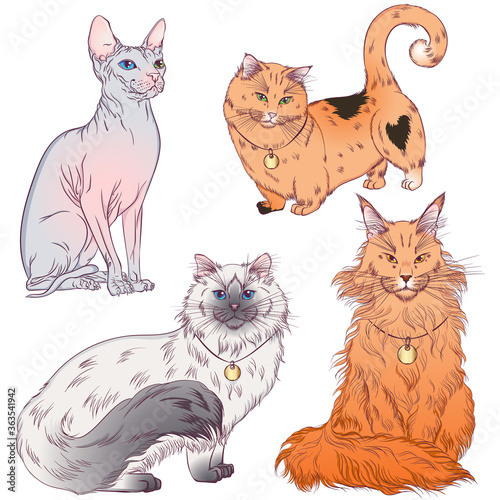Set of cute cartoon kitties or cats with different breeds colored fur and markings standing, sitting. Vector illustrations isolated on white background. Cat poster.