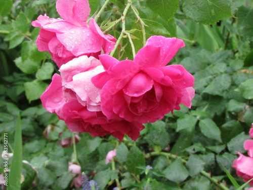 pink rose bush
