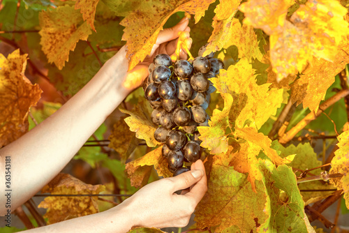 woman hands collecting grapes from the vineyard. Vintage retro styles
