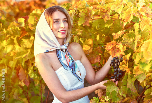 woman collecting grapes from the vineyard. Vintage retro styles
