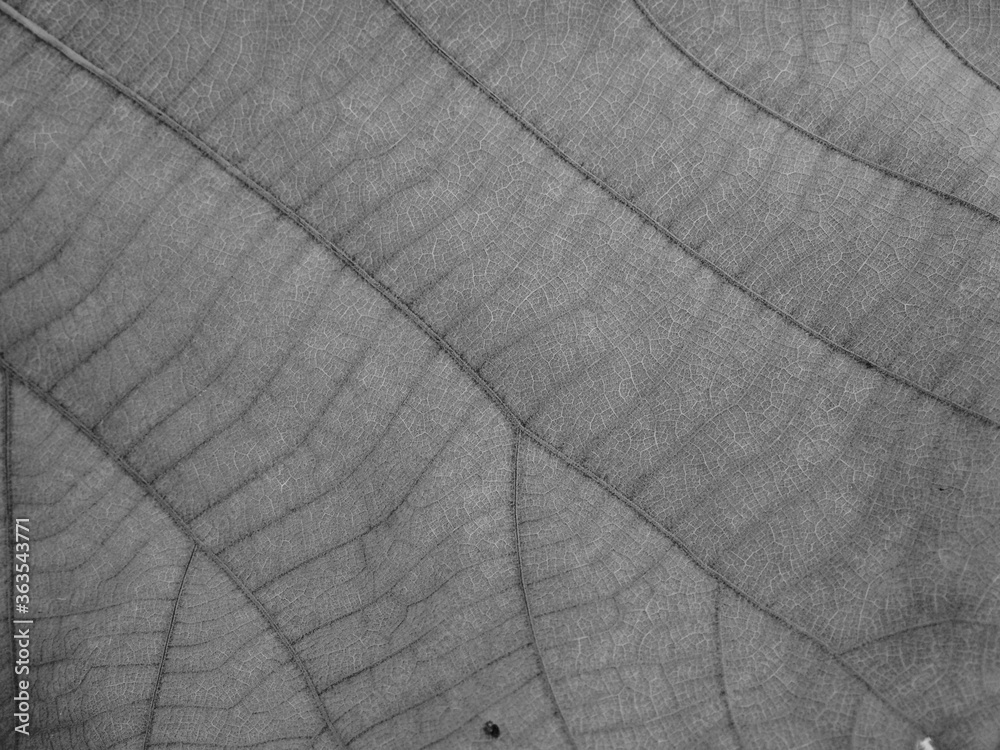 Obraz premium dry brown leaf texture