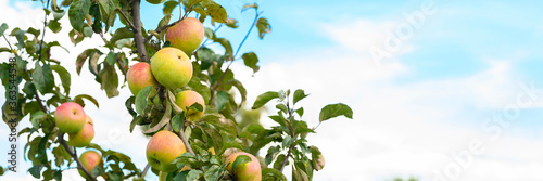 red green ripe fruits apples on a branch of an apple tree in the garden on sky background. banner