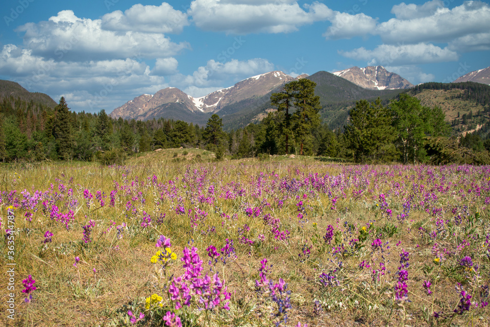 Mountain landscape meadow with purple wild flowers Mountain landscape meadow with purple wild flowers