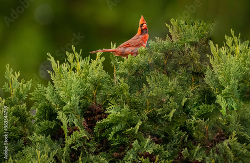 Obraz na plátne Red northern cardinal bird on top green evergreen tree