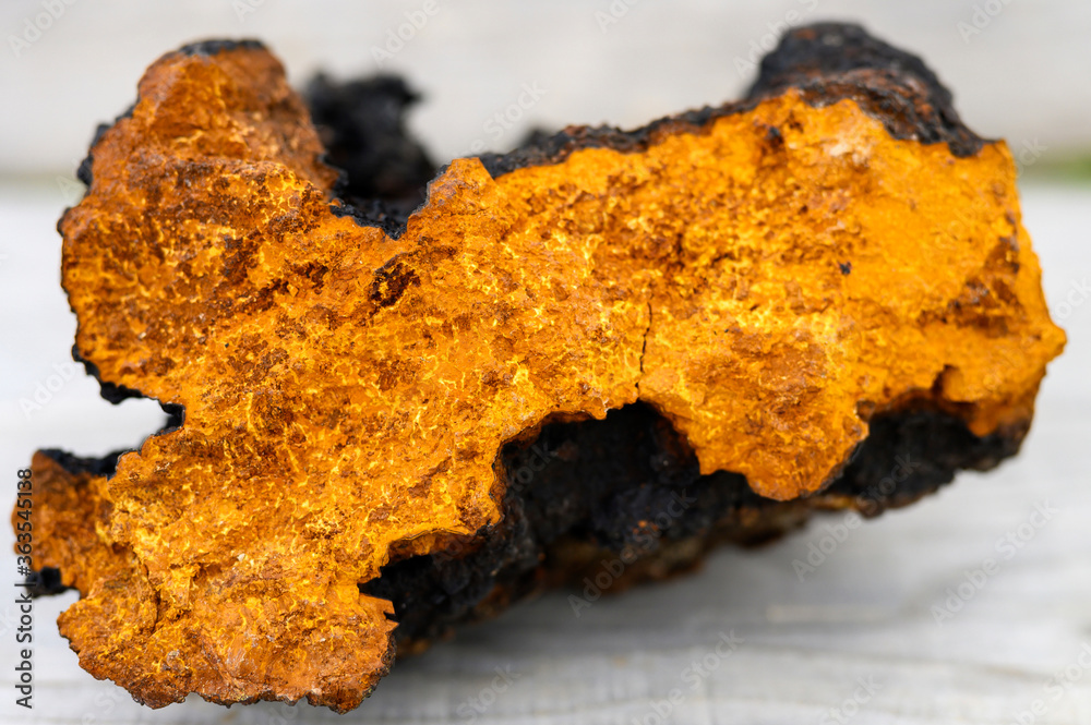 Fototapeta premium wild chaga mushroom birch tree fungus raw on a wooden background