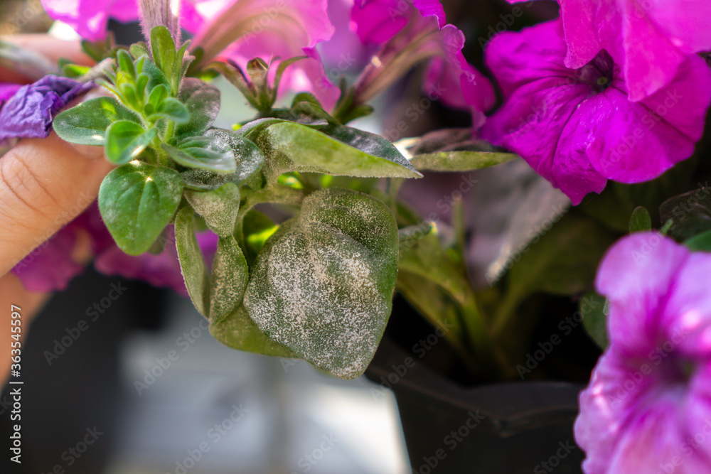 Symptoms of powdery mildew pathogen infection on petunia x hybrida