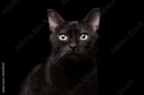 studio portrait of a black cat on black background looking at camera