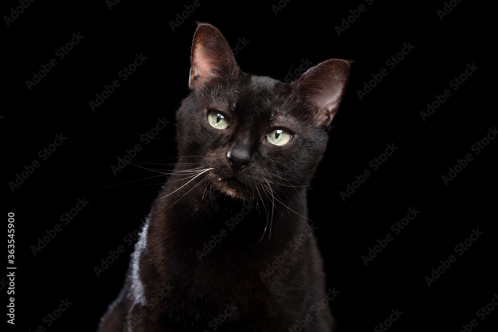 black cat tilting head on black background studio shot with copy space