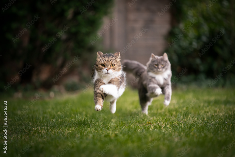Obraz premium two playing cats of different breeds running after another outdoors in garden