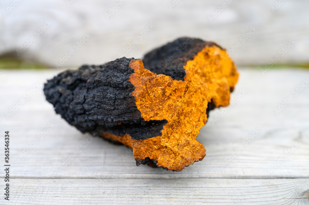 Φωτογραφία wild chaga mushroom birch tree fungus raw on a wooden background