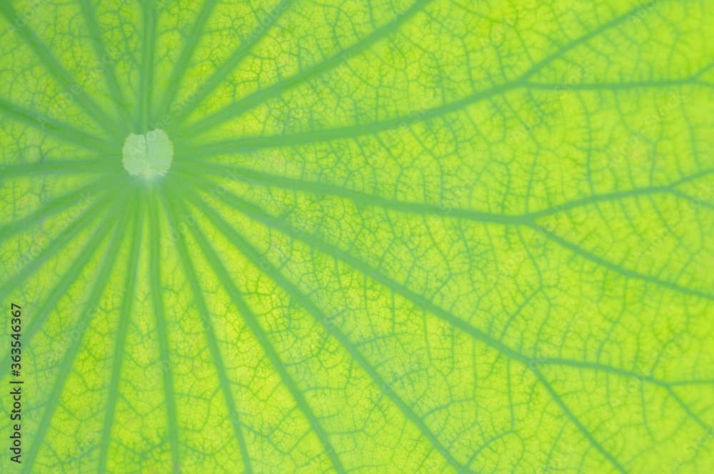 Close up Photo of a Lotus Leaf Close up Photo of a Lotus Leaf