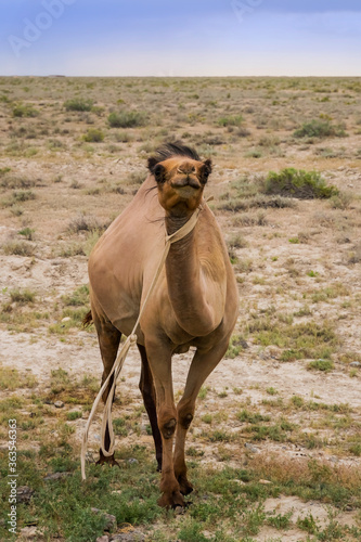 Camel close-up. The body and face of a camel. Brown coat of a large animal. Camel grazes in the semi-desert. Summer steppe landscape. The pasture of camels. Desert with camel grass.