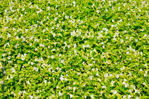 Vibrant Small White Flowers © Ferdie Images