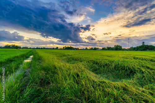 Beautiful green field cornfield or corn in Asia country agriculture harvest with sunset sky background.