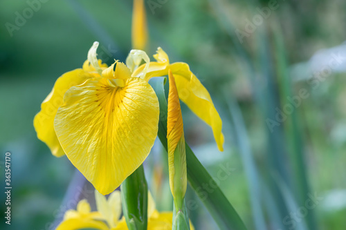 Close up flower of yellow iris (iris pseudacorus) in bloom, wild flowers. In a garden in a sunny summer day, beautiful outdoor floral background