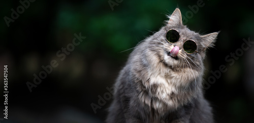 blue tabby white maine coon cat wearing cool shades licking lips and tilting head