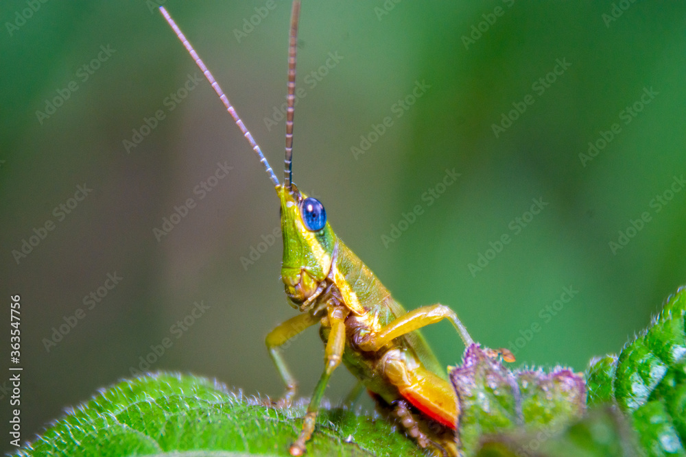 A green grasshopper perched on the grass, blur black ground. A green grasshopper perched on the grass, blur black ground.