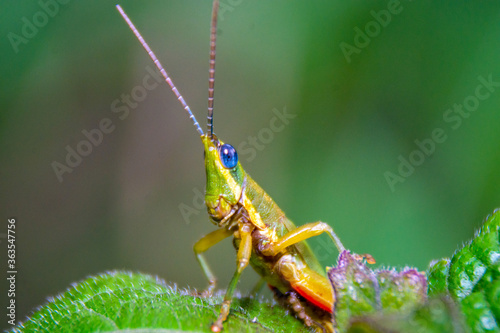 A green grasshopper perched on the grass, blur black ground.