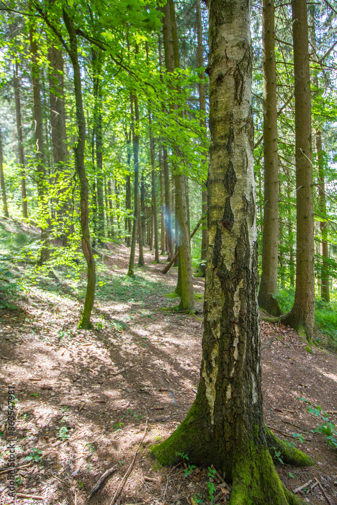 Obraz premium Forest with conifer and decidous trees near Hildburghausen in the Thuringia (Thüringen), Germany