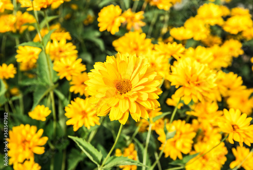 Sunflowers background. Summer yellow flowers.
