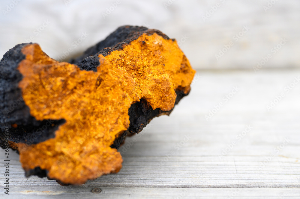 Fototapeta premium wild chaga mushroom birch tree fungus raw on a wooden background