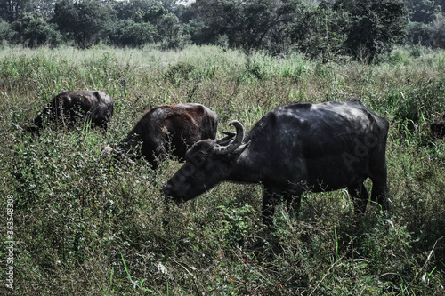 buffalo in the field