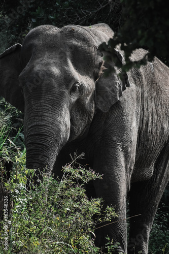 elephant in the forest