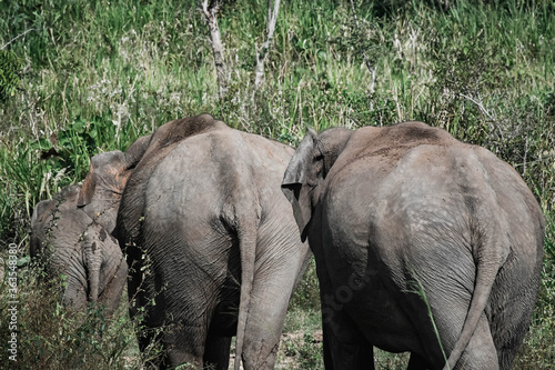 elephants in the wild