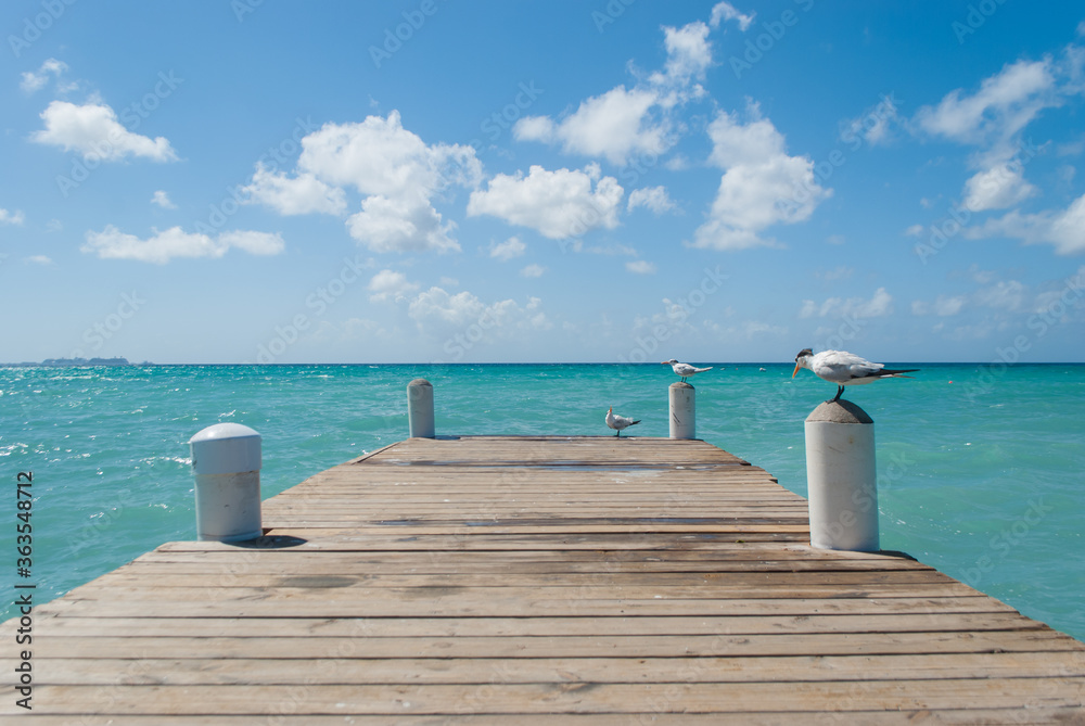 Fototapeta premium birds on a wooden pier in the sea