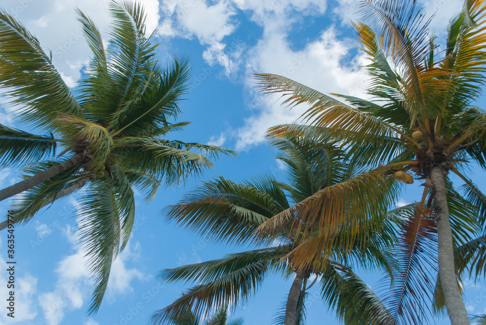 coconut palm trees, view from bottom