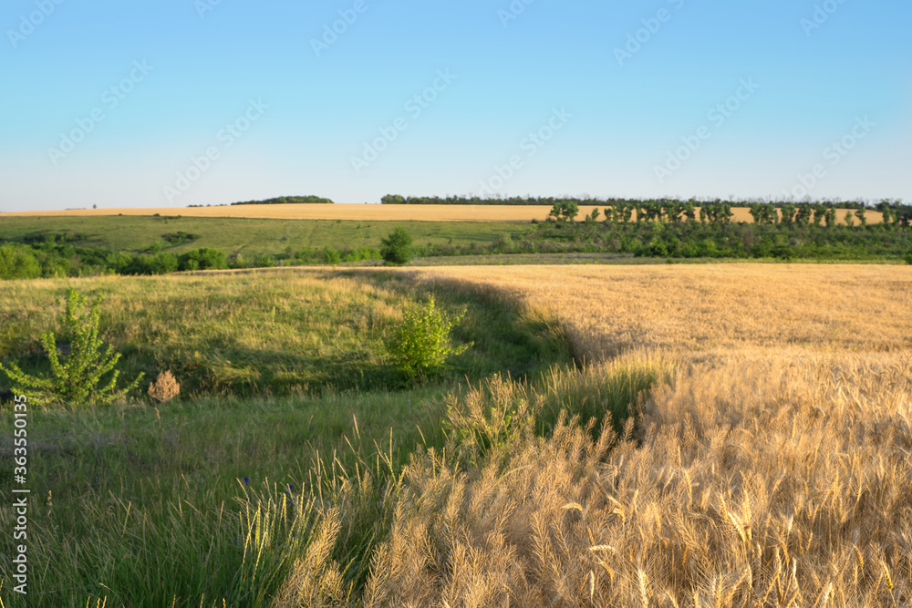 Rural scene of a wheat field in the sunlight. Summer background of ripening ears of agricultural landscape. Natural product of the wheat field. The concept of the natural beauty of crop maturation.