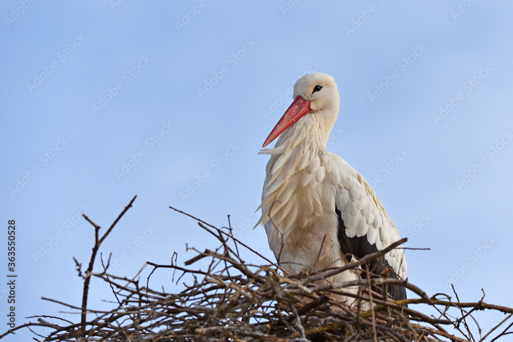 Storch