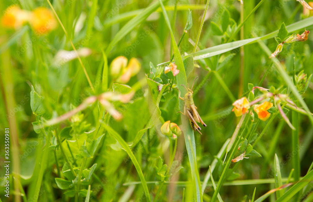 Grasshopper in green grass Grasshopper in green grass