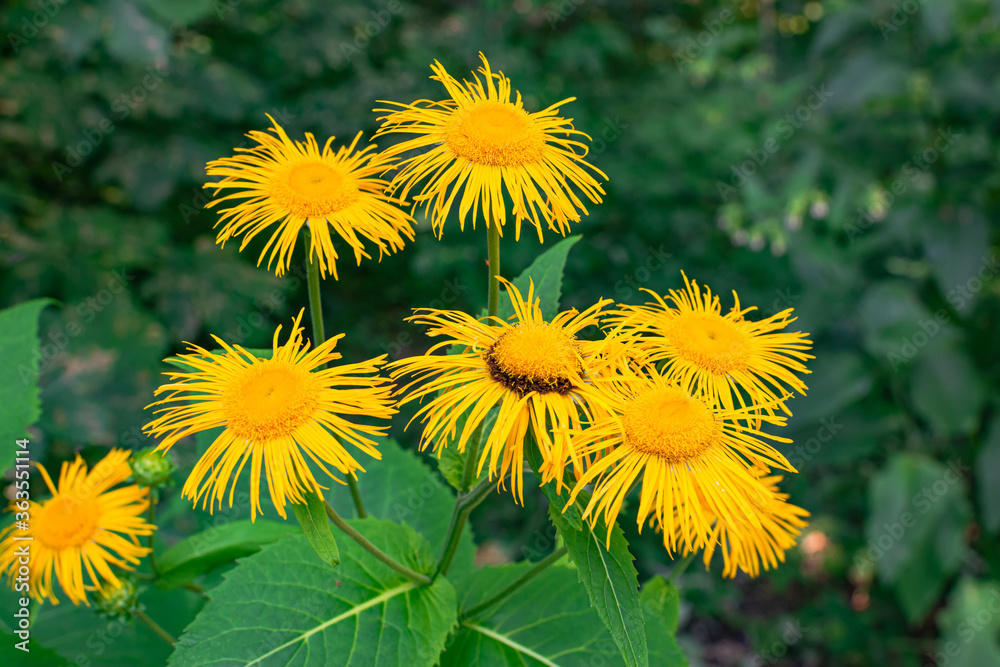Elecampane flowers blooming, (Inula helenium), with green leaves background Elecampane flowers blooming, (Inula helenium), with green leaves background