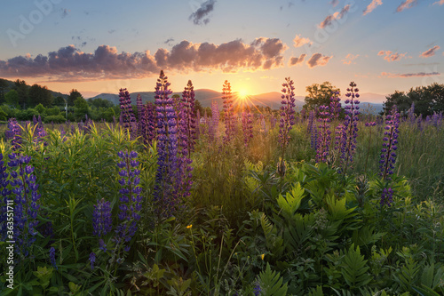 Fototapeta Naklejka Na Ścianę i Meble -  lupines at sunrise in Sugar Hill New Hampshire