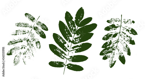 Vector rowan leaf print.  Set with stamp leaves. Hand drawn floral elements for your design
