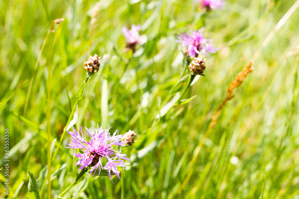 Close-up of pink blossoms of Centaurea jacea (Flockenblume, brown knapweed, brownray knapweed) in green meadow between grass, backgrounds Close-up of pink blossoms of Centaurea jacea (Flockenblume, brown knapweed, brownray knapweed) in green meadow between grass, backgrounds
