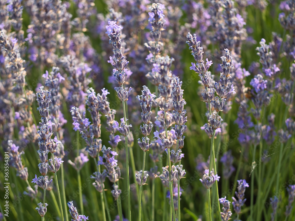 Obraz premium Flower lavender plant ready to be harvested and processed
