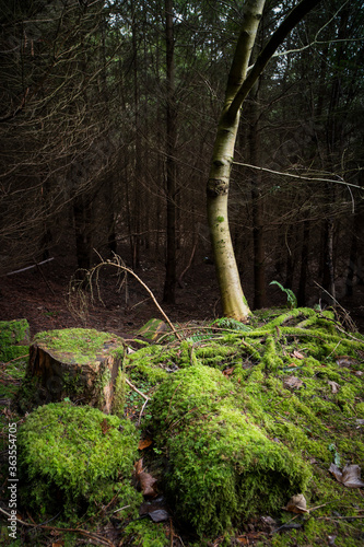 Winter Woodland Landscape