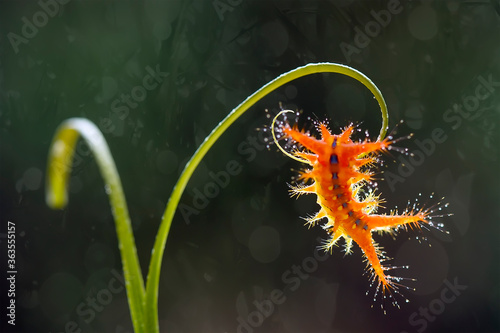 Caterpillar on Leaf